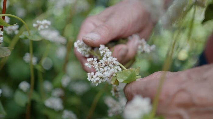 Le blé noir Igp de Bretagne