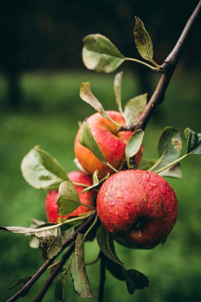 Les pommes à cidre de nos vergers situés à moins de 5 km de la Distillerie des Menhirs